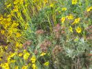PICTURES/Wildflowers - Desert in Bloom/t_Lavender Spikes & BBF.JPG